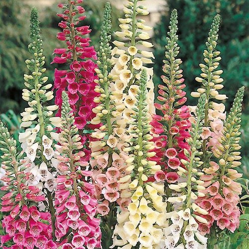 Foxglove excelsior mixed - foxglove,