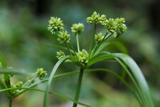 Cyperus eragrostis Umbrella