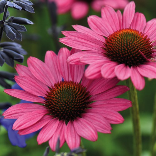 Thompson morgan echinacea - thompson,