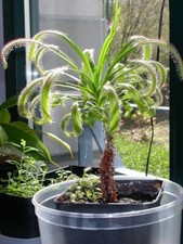 DROSERA CAPENSIS GIANT FORM - CARNIVOROUS PLANT, 10 SEEDS