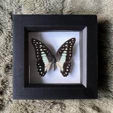 Real Mounted Butterfly Pin