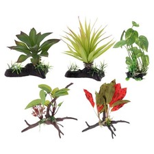 Aquarium Plants Vivarium