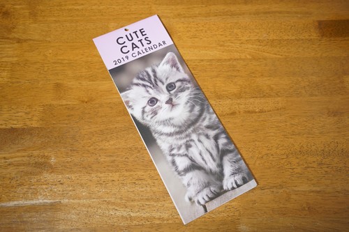 Cute cats kittens - cute,