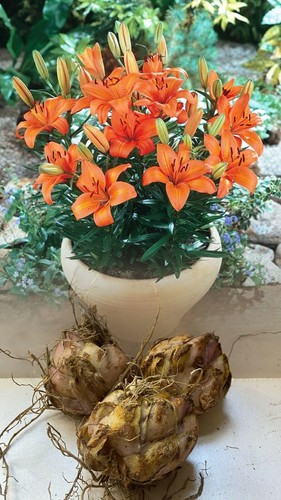 Orange pixie dwarf - dwarf, asiatic
