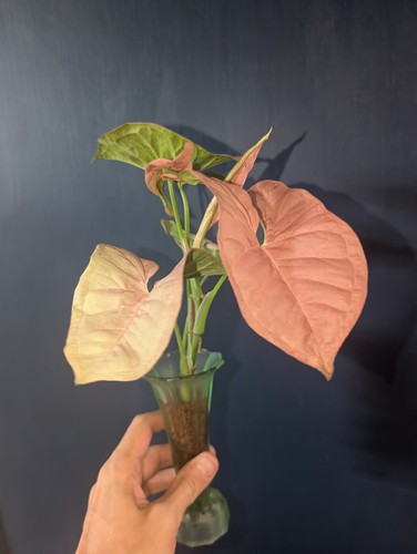 Syngonium arrowhead neon pink - syngonium,
