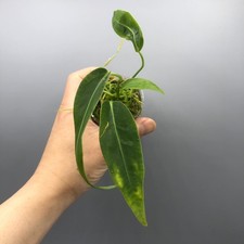 Anthurium Warocqueanum Queen -