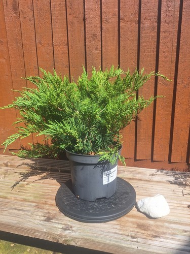 Juniperus sabina pot - sabina, 3l