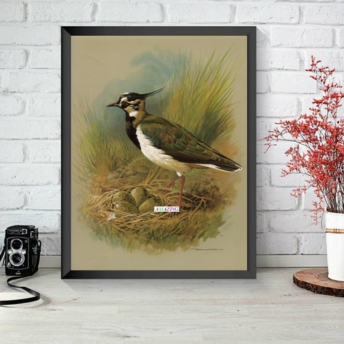 Basil ede british birds - basil, of