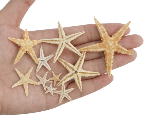 Natural starfish 10mm 40mm - ,