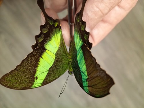 Papilio palinurus from - papilio,