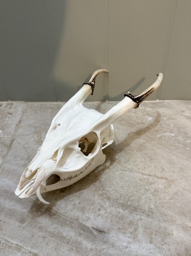 Muntjac buck deer skull - muntjac,