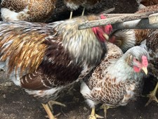 Half Dozen (6Splash/Blue Laced