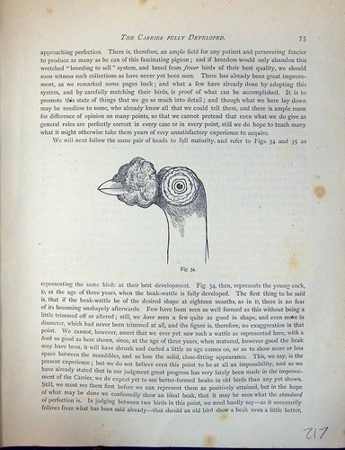 Antique print birds fulton - antique,