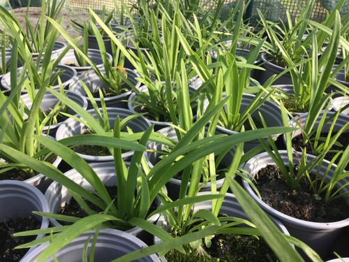 Pots agapanthus blue nile - of,