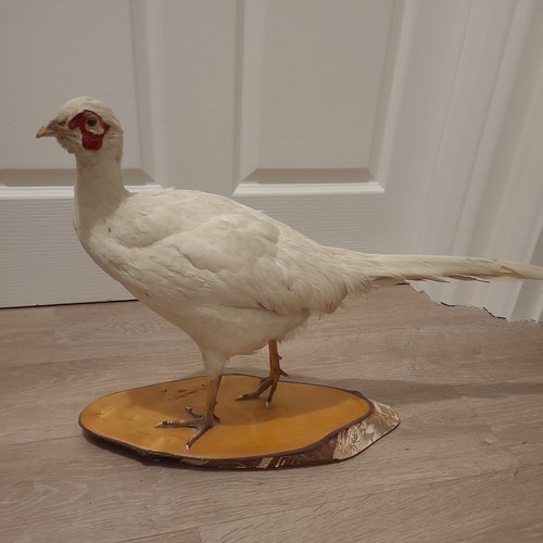 Taxidermy male pheasant - male,