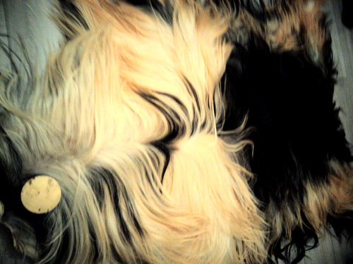 Turkish long coat angora goat - long,