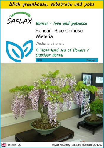 Saflax growing kit bonsai - kit,