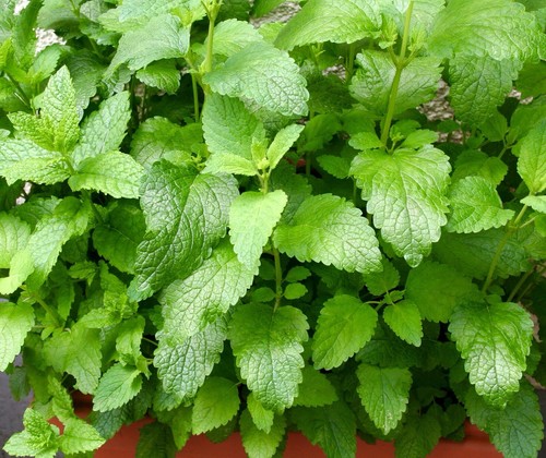 1600x herb lemon - herb, balm