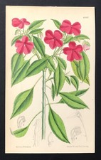 Busy Lizzie Flower Impatiens