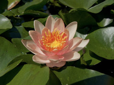 Nymphaea "Indiana" Dwarf Water Lily Pond Plant