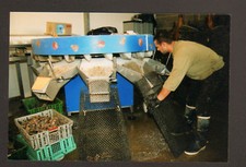 LE VIVIER (35) "LA VIVARAISE", OYSTERS à la CALIBREUSE