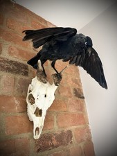 Taxidermy Bird Deer Skull Mount Crow Goth Horror Spread Wings Wall Decor