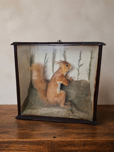 Beautiful taxidermy - 🌟beautiful,