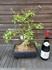 Bonsai tree privet ligustrum - tree,