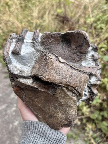 Temnodontosaurus fossil bone - fossil,