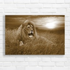 Lion Resting At Sunset