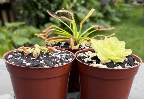 Carnivorous plant multi pack - carnivorous,