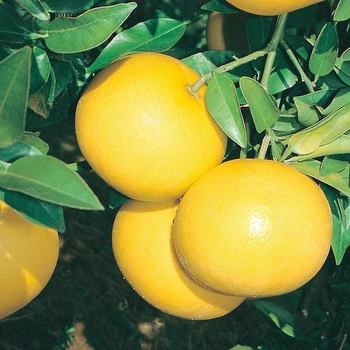 Grapefruit citrus fruit plant - fruit,