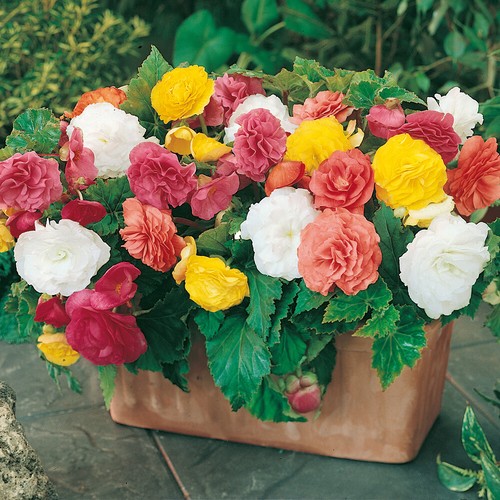 Begonia non stop mix gr20 - non,