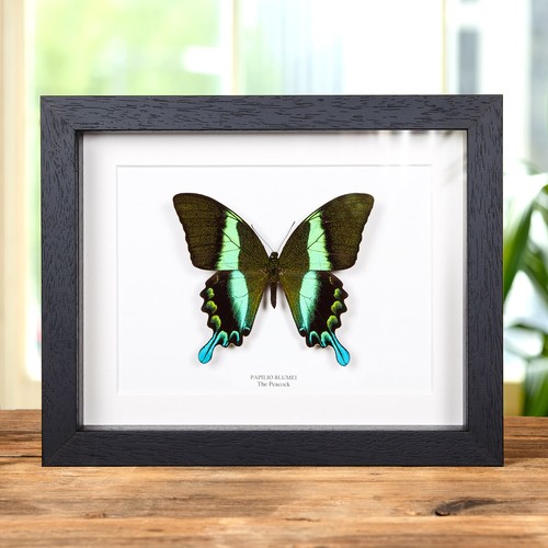 Peacock taxidermy butterfly - taxidermy,