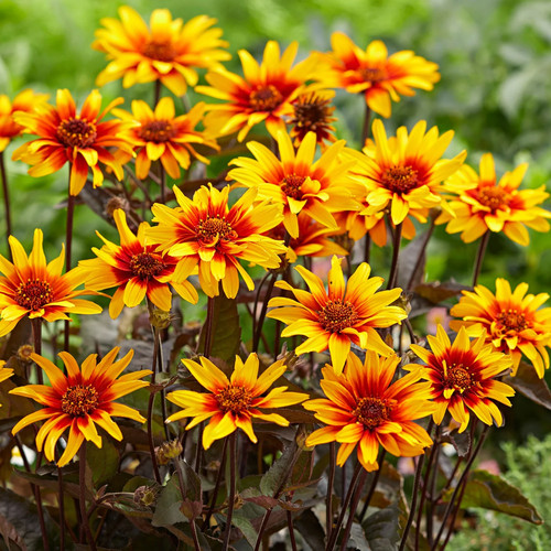 Heliopsis burning hearts - heliopsis,