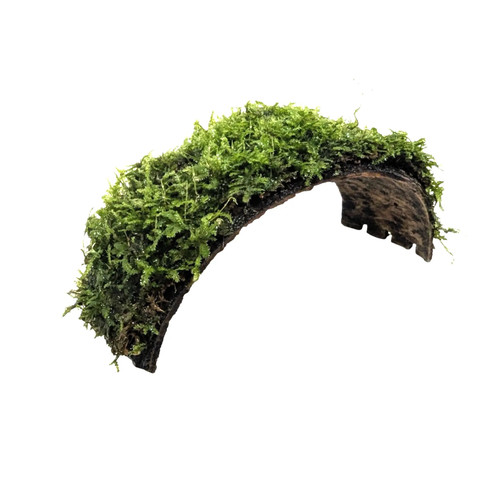 Coconut arch with java moss - arch,