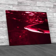 Tropical Sea Fish Lone Shark