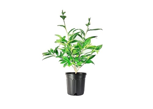 Green tea camellia sinensis - camellia,