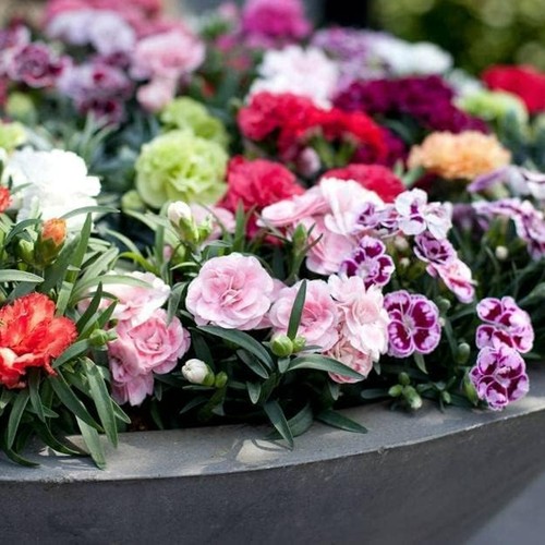 Dianthus oscar 3 pack - -,