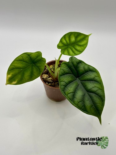 Alocasia baginda dragon - alocasia,