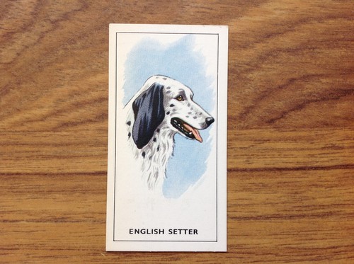 Tea dogs heads english - gp,