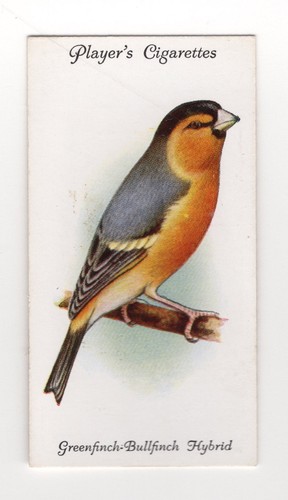Aviary cage bird cigarette - bird,