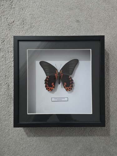 Papilio rumanzovia frame real - papilio,
