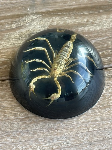 Vntg real scorpion - real,