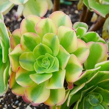 Aeonium Tesla variegata 7cm