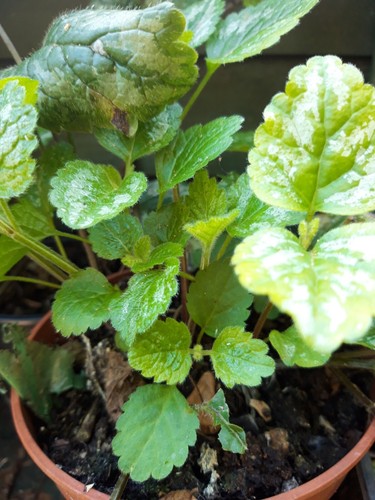 Yellow archangel lamiastrum - archangel,