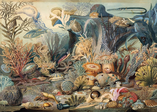Ocean life 1000 piece - ocean,