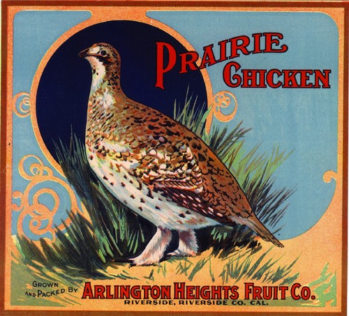 Riverside prairie chicken - riverside, #1
