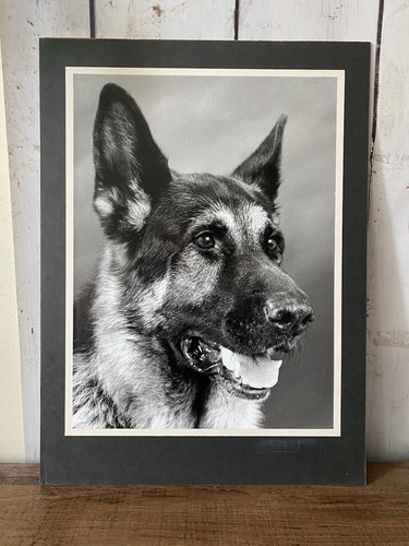 Large german shepherd - german,