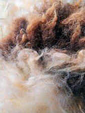 Jacob Sheep - 1KG Fleece for